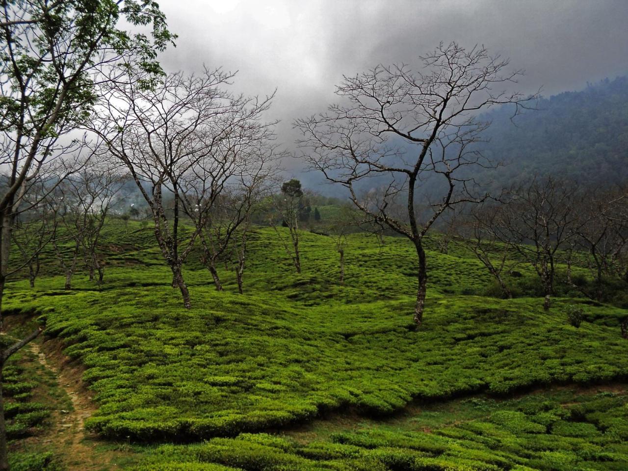 Bed and Breakfast Rangaroon Trekkers Hut Darjeeling  Exterior foto